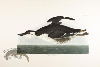 Long Billed Guillemot